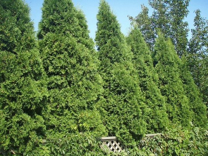 Landscaping With Trees And Shrubs Choosing Bushes Trees Shrubs For Landscaping | Juniper Photo 163
