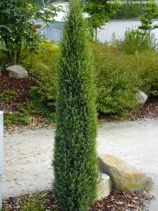 Landscaping With Trees And Shrubs Juniperus Communis "Arnold" | Shrubs For Landscaping Picture 053