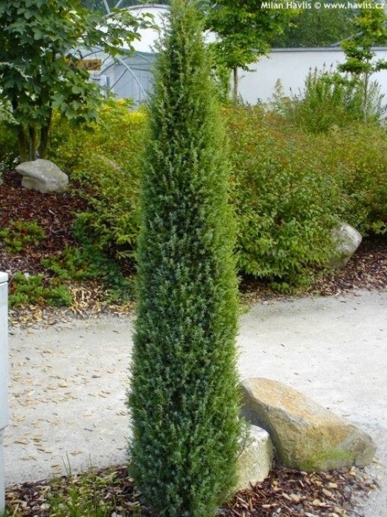 Landscaping With Trees And Shrubs Juniperus Communis "Arnold" | Shrubs For Landscaping Picture 053