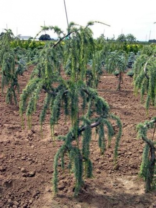 Landscaping With Trees And Shrubs Serpentine Weeping Birch | Fast Growing Shade Trees, Birch Photo 468