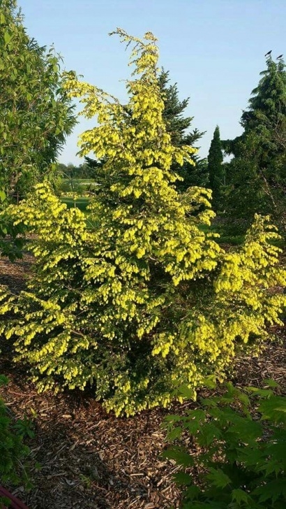 Landscaping With Trees And Shrubs Tsuga Canadensis 'New Gold' | Conifers Garden, Evergreen Image 836