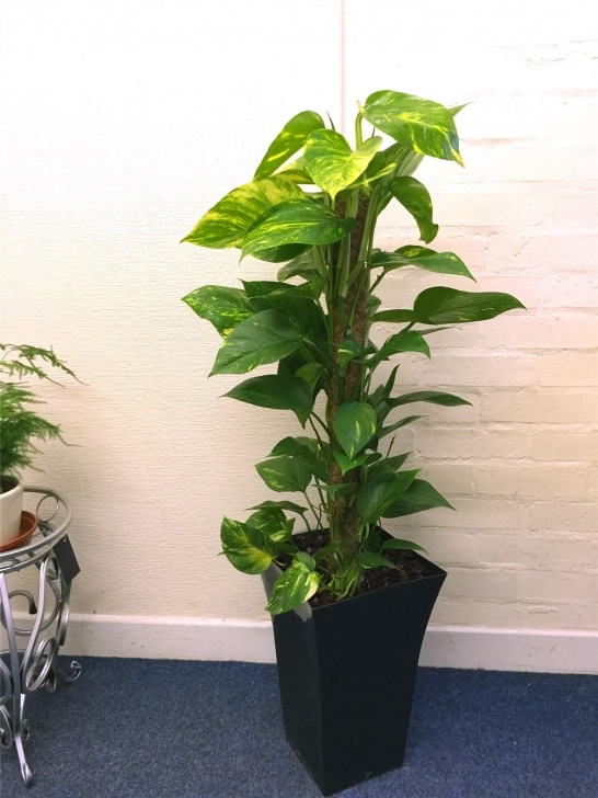 Large Indoor Plants And Trees 1 Large Indoor Tree @ Milano Gloss Pot Office House Photo 365