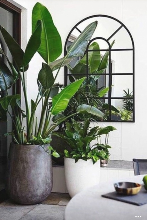 Large Indoor Plants And Trees 25 Best Collection Of Large Outdoor Potted Plants Image 345
