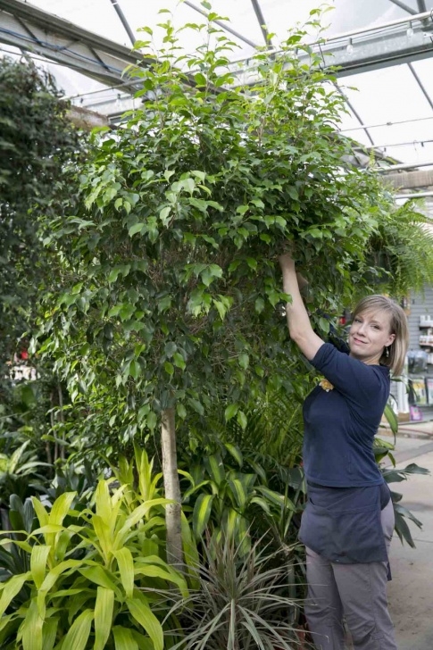 Large Indoor Plants And Trees Large Houseplants | 2017 - Salisbury Greenhouse Image 584