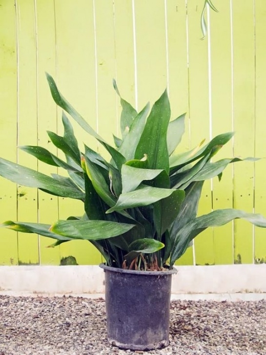 Large Low Light Plants 10 Easy Care Houseplants For Low Light Photo 738