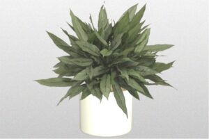 Large Low Light Plants 10 In Aglaonema Hybrid 'Patricia' Image 461