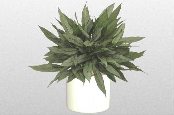Large Low Light Plants 10 In Aglaonema Hybrid 'Patricia' Image 461