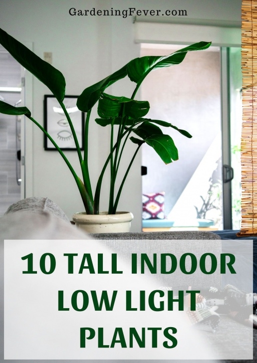 Large Low Light Plants 10 Tall Indoor Low Light Plants | Large Indoor Plants Image 685