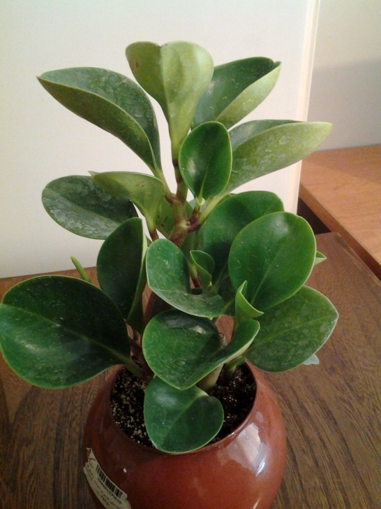Large Low Light Plants 15 Plants That Grow Without Sunlight | Indoor Plants Low Picture 596