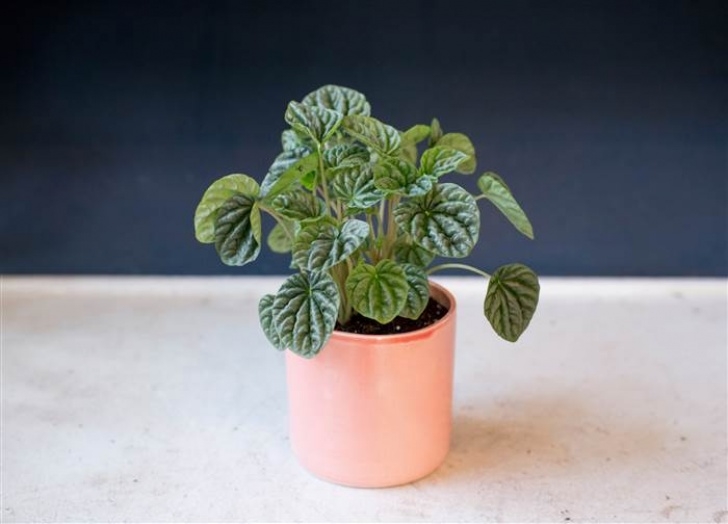 Large Low Light Plants Indoor Houseplants You Can'T Kill (Unless You Try Really Image 015