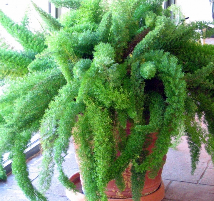 Large Low Light Plants Low Light Houseplant - Google Search | Ornamental Plants Photo 348