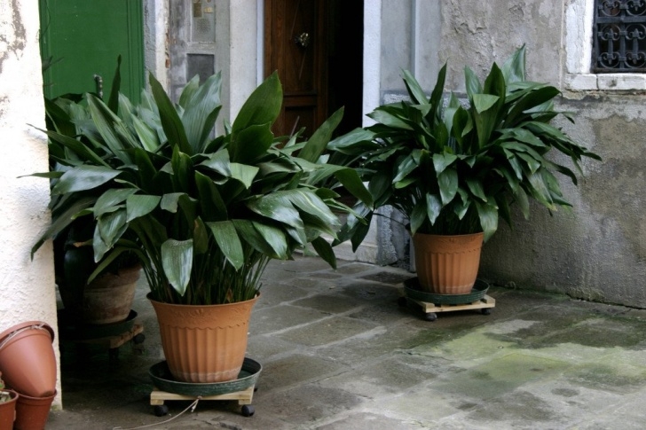 Large Low Light Plants The 10 Best Plants For Apartment Dwellers | 6Sqft Photo 622