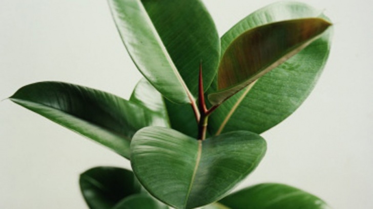 Large Low Light Plants The 12 Best Low Light Houseplants For Darker Homes And Picture 418