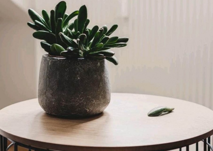 Large Low Light Plants Top 12 Low-Light Succulents And Cacti - Succulent Plant Care Image 312