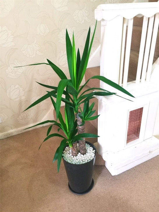 Large Potted House Plants 1 Large Evergreen Office House Plant Indoor Tree In Gloss Image 638