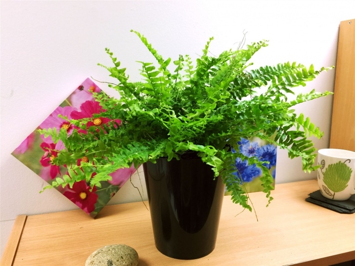 Large Potted House Plants 1 Live Boston Fern Large House Plant @ Pot Indoor Tropical Photo 146