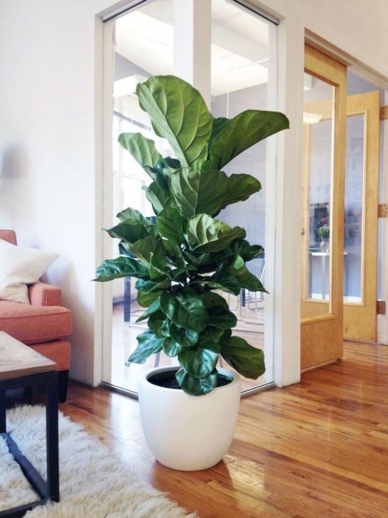 Large Potted House Plants 35 Chic Ways To Rock Plants In Your Interiors (With Images Picture 010