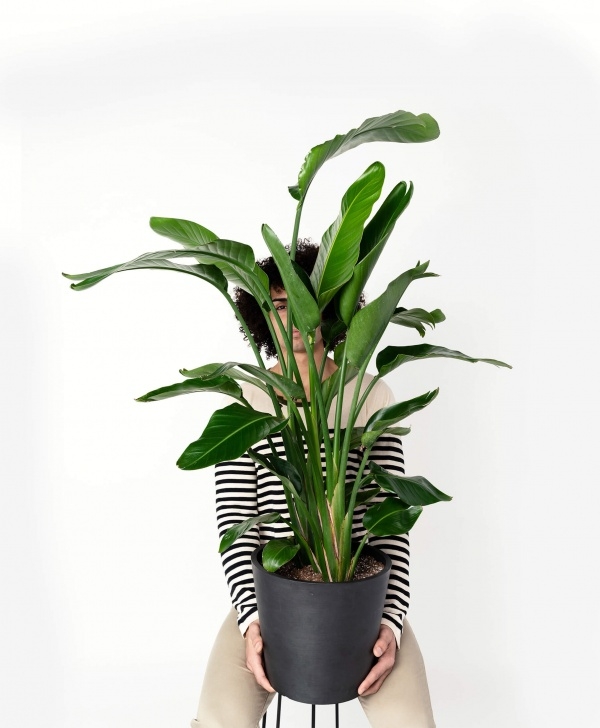 Large Potted House Plants Buy Extra Large, Potted Bird Of Paradise Indoor Plant Photo 224