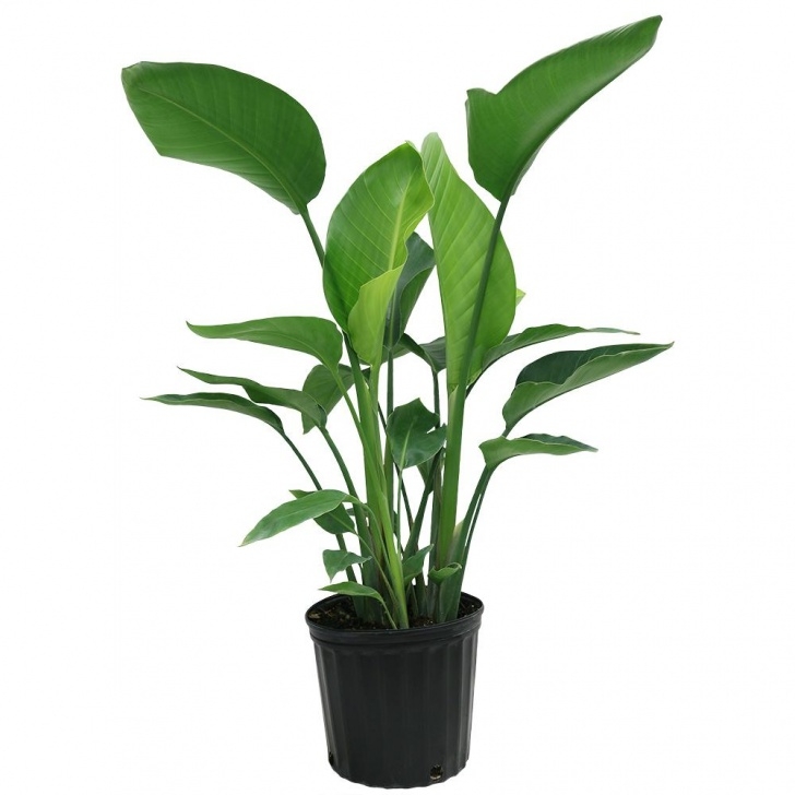 Large Potted House Plants Costa Farms White Bird Of Paradise In 9-1/4 In. Pot Image 207