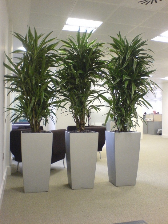 Large Potted House Plants Dracaena Warneckii Used As A Screen In Very Practical Picture 801