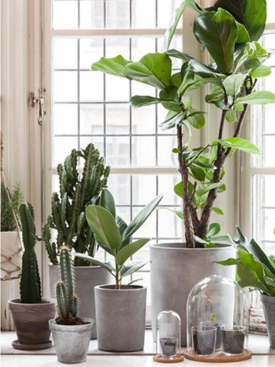 Large Potted House Plants I’m Having A Thing About … Really Big Houseplants – The Edited Image 369
