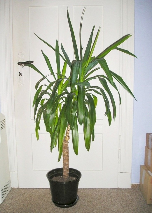 Large Potted House Plants Yucca Houseplant Care: Tips For Growing Yucca In Image 046