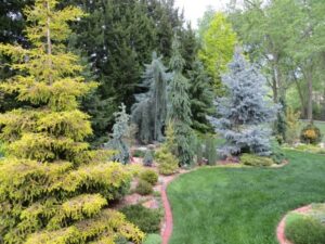 Large Shrubs For Small Gardens Conifer Garden Arrangement. Small Trees With Big Trees Image 725