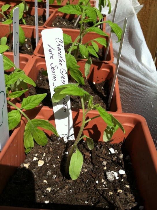 Late Season Vegetables Cherokee Green Herloom Late Season Indeter Tomato Image 290