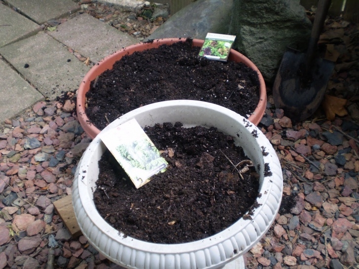 Late Season Vegetables Gardening Naturally With Claudia: Cool Season Veggies Image 513