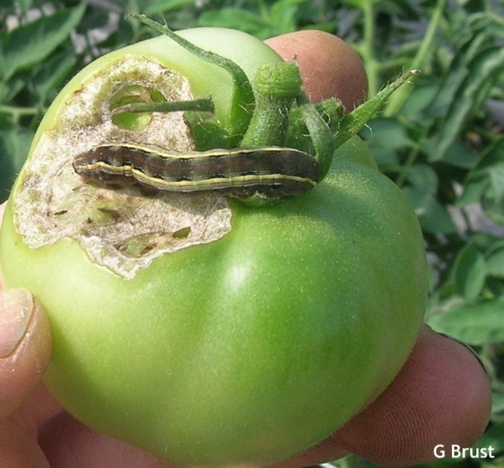 Late Season Vegetables Late Season Pests In Pumpkins And High Tunnel Tomatoes Image 877