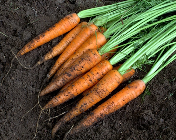 Late Summer Vegetables Six Vegetables To Plant Late Summer | Premier Tech Home Image 907