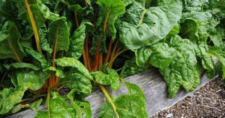 Late Summer Vegetables To Plant 7 Crops To Plant This August | Plants, Fall Vegetables Image 456