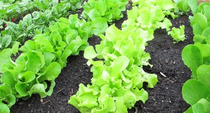 Late Summer Vegetables To Plant Five Easy Vegetables For Late Summer Sowing | Indiana Image 741