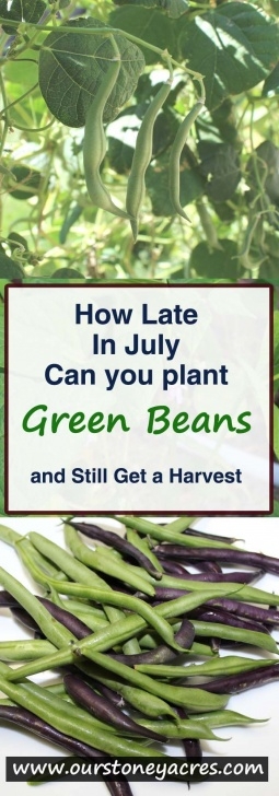 Late Summer Vegetables To Plant Putting In A Late Planting Of Beans In July | Home Photo 573