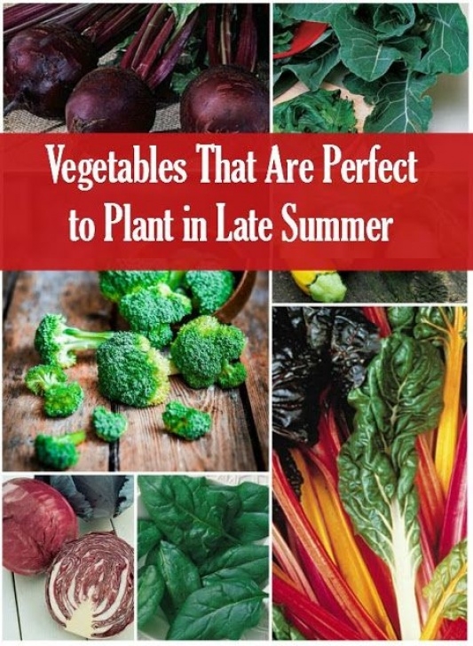 Late Summer Vegetables To Plant Vegetables To Plant In Late Summer - 101 Gardening | Fall Photo 723