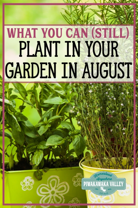 Late Summer Vegetables To Plant What To Plant In Late Summer In Your Garden To Ensure A Photo 077