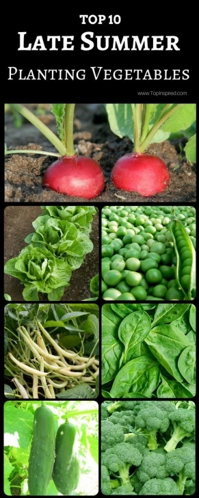 Late Summer Vegetables Top 10 Vegetables To Plant In Late Summer | Winter Image 352