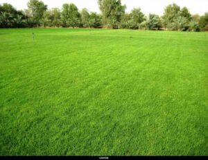 Lawn And Garden Maintenance Lawn Care Mckinney Tx • Thompson Landscape Picture 252 Lawn And Garden Maintenance Lawn Care Mckinney Tx • Thompson Landscape Picture 252