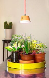 Led Light For Indoor Plants Best Led Grow Lights For Indoor Plants | Modelight Image 904