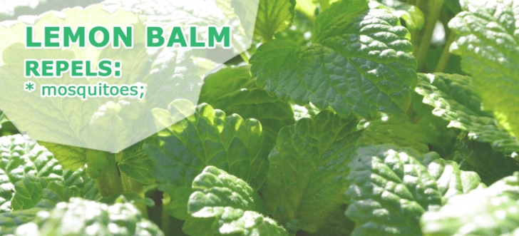 Lemon Balm Companion Planting Chase The Bugs! 24 Plants That Repel Insects (For Good) Photo 473