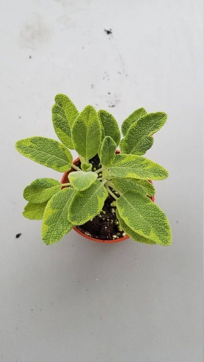 Lemon Balm Companion Planting Check Out This Item In My Etsy Shop Https://Www.etsy Picture 351