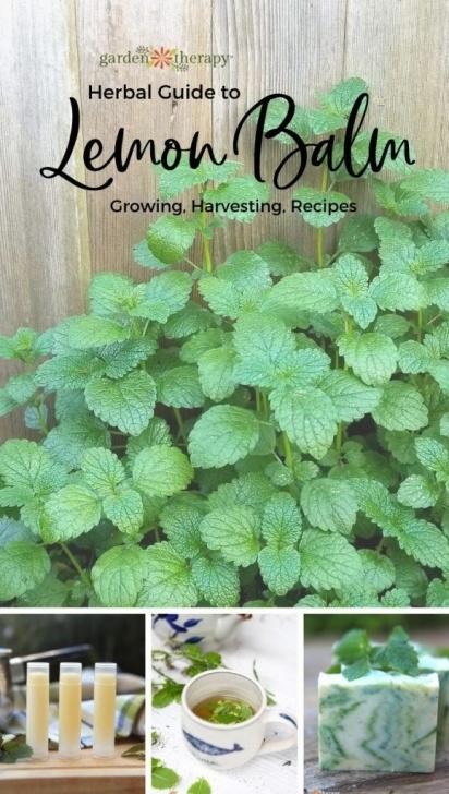 Lemon Balm Companion Planting Pin On Gardening Photo 694