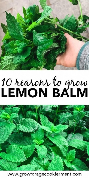 Lemon Balm Companion Planting Pin On Gardening Tips Image 557