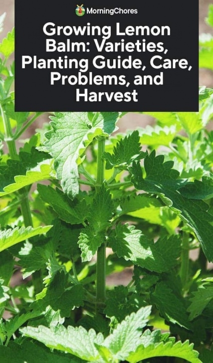 Lemon Balm Companion Planting Pin On Gardens, Gardening Picture 272