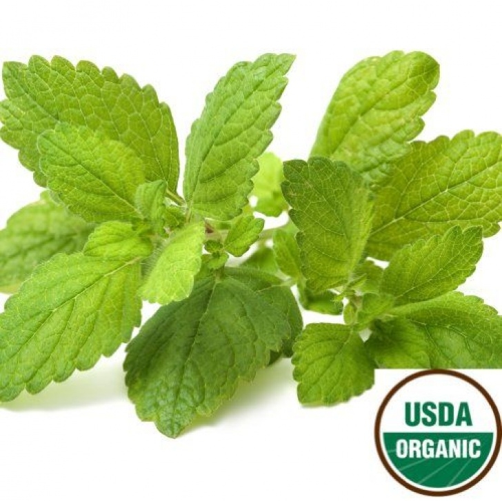 Lemon Balm Companion Planting Pin On Wishlist Image 036