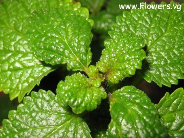 Lemon Balm Companion Planting The Welcoming House: Grow Your Own Medicine--Borage And Image 830