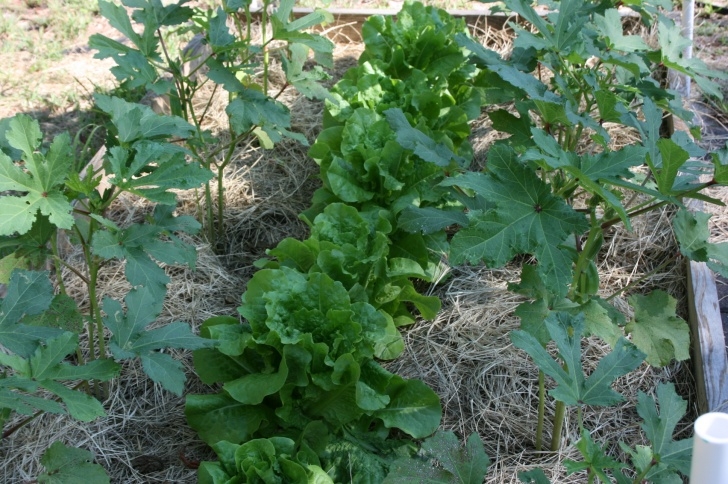 Lettuce Companion Plants Companion Planting Image 652