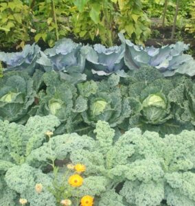Lettuce Companion Plants Companion Planting | West Coast Seeds Photo 921