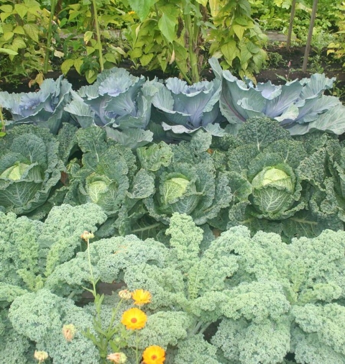 Lettuce Companion Plants Companion Planting | West Coast Seeds Photo 921