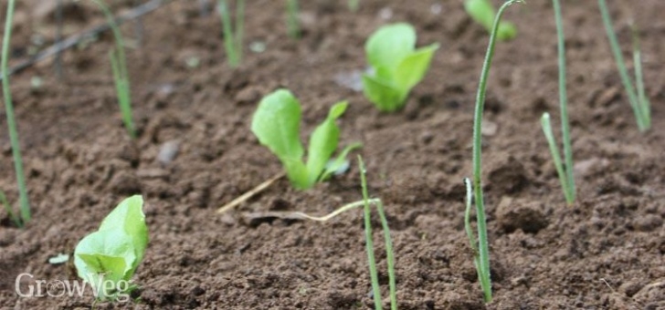 Lettuce Companion Plants Growing Lettuce For Companion Planting | Companion Image 887